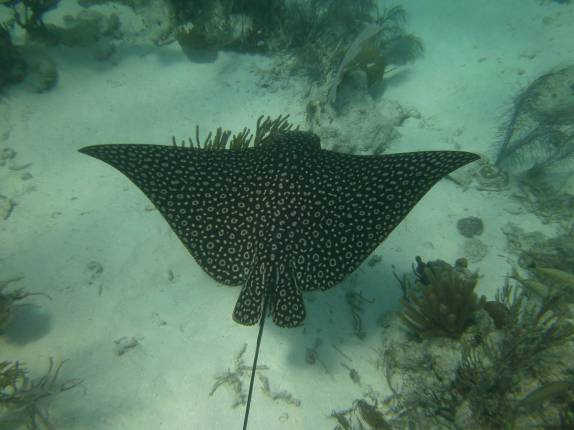 Uma magnífica arraia chita nada nas águas transparentes da grande barreira de corais de Belize, perto de Tobacco Caye